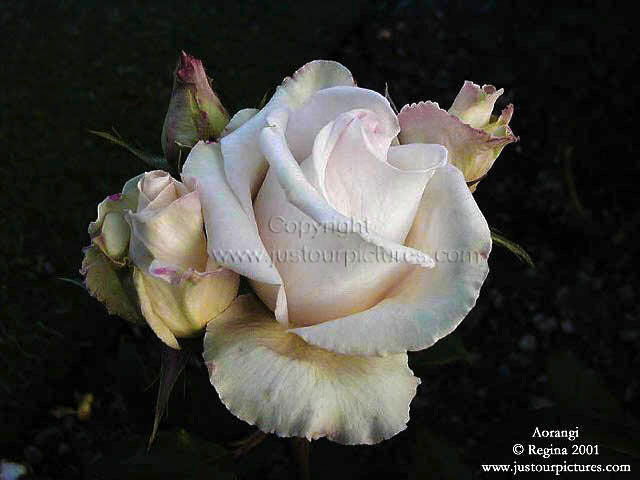 white rose with buds